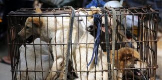 Ακτιβιστές έσωσαν 386 σκυλιά που πήγαιναν για σφαγή σε «φεστιβάλ κρέατος σκύλων» (vid)