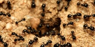 Επιστήμονες μέτρησαν πόσα μυρμήγκια υπάρχουν στον πλανήτη και θα σας πιάσει ζαλάδα από τα μηδενικά