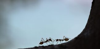Μυρμήγκια αποφάσισαν να κάνουν σεξ και έριξαν το ίντερνετ σε ένα ολόκληρο χωριό