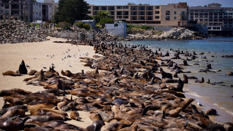 Sea Lion