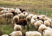 Ξεσκεπάζεται το σκάνδαλο του ΟΠΕΚΕΠΕ: Ο «Φραπές», οι 37 συλλήψεις και ο «αρχηγός από τα Γιαννιτσά