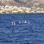 Επτά πανέμορφα φλαμίνγκο έκαναν το μπάνιο τους στη Νέα Μάκρη