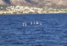 Επτά πανέμορφα φλαμίνγκο έκαναν το μπάνιο τους στη Νέα Μάκρη