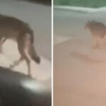 Σκελετωμένος λύκος δίπλα στα σπίτια σε Άνω Λιόσια και Πετρούπολη – «Μπορεί να γίνει πολύ επικίνδυνος»