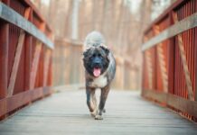 Θεωρίες και μύθοι: Υπάρχουν κυριαρχικές φυλές στους σκύλους;