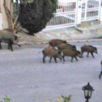 Οπλισμένοι λαθροθήρες κυνηγούσαν αγριογούρουνα στον Νέο Βουτζά – Χαμός από πυροβολισμούς