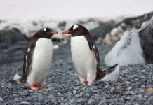 Το δελφίνι που έχει όνομα, οι πιγκουίνοι που ρίχνουν χυλόπιτες και οι ακέφαλες κατσαρίδες