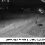 Νέο περιστατικό με εμφάνιση λύκου στον Μαραθώνα – Δεύτερο τον ίδιο μήνα (vid)