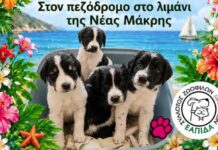 Σύλλογος Ελπίδα: Νέα Ημέρα Υιοθεσίας το Σάββατο στο λιμάνι της Νέας Μάκρης