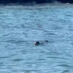 Φώκια έκανε το μπανάκι της στην παραλία Βαρνάβα δίπλα σε λουόμενους (vid)