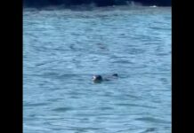 Φώκια έκανε το μπανάκι της στην παραλία Βαρνάβα δίπλα σε λουόμενους (vid)
