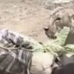 Λέαινα επιτέθηκε σε βοσκό και τον είχε ακινητοποιημένο για ώρα – Πώς κατάφερε να σωθεί (vid)