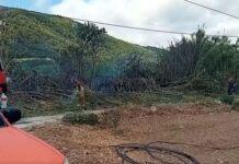 Συνελήφθη νεαρή κοπέλα για εμπρησμό στη φωτιά στον Μαραθώνα