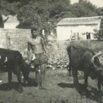 Ο Αποστόλης, η αγελάδα του η Γεωργία και η Νέα Μάκρη της δεκαετίας του ’50
