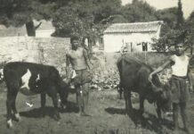 Ο Αποστόλης, η αγελάδα του η Γεωργία και η Νέα Μάκρη της δεκαετίας του ’50
