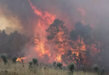 Συναγερμός για φωτιά στην Παλλήνη κοντά στο κτήμα Νάσιουτζικ – Μήνυμα για ετοιμότητα από το 112