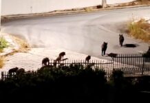 Βραδινή βόλτα για πάνω από 15 αγριογούρουνα στην «καρδιά» του Νέου Βουτζά