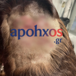 (Απ)άνθρωπος πυροβόλησε σκύλο στα Καλάβρυτα
