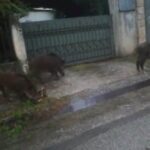Νέος Βουτζάς: Αυτοκίνητο συγκρούστηκε με αγριογούρουνο – Ζημιές στο όχημα