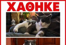 Νέα Μάκρη: Χάθηκε ο Τρύφωνας στο Λιβίσι – Η οικογένειά του τον αναζητά