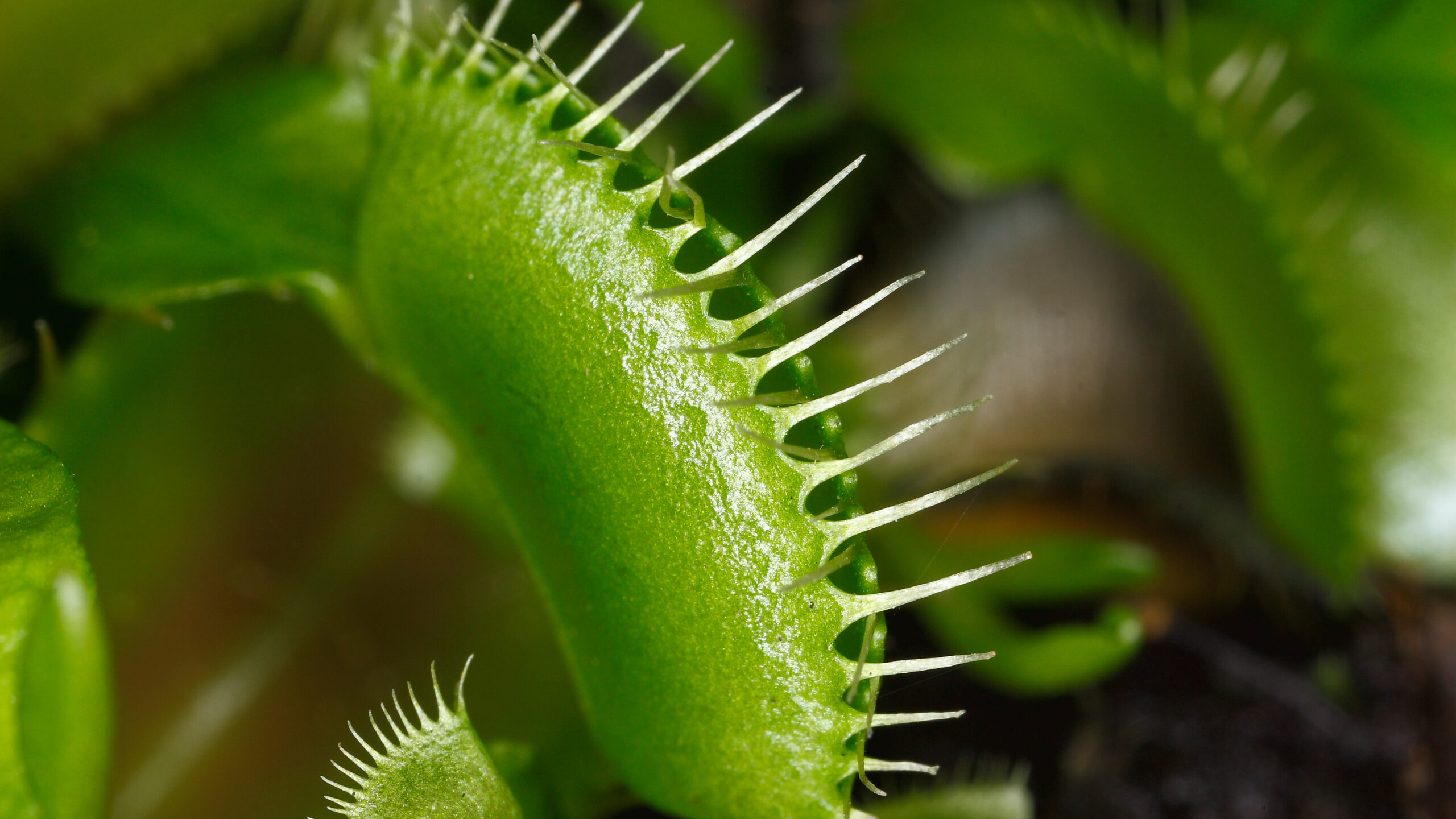Η κλειστή παγίδα του σαρκοφάγου φυτού Dionaea muscipula