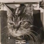 Γάτα εξοπλισμένη για δοκιμές του γαλλικού διαστημικού προγράμματος στο Hammaguir το 1963