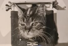 Γάτα εξοπλισμένη για δοκιμές του γαλλικού διαστημικού προγράμματος στο Hammaguir το 1963
