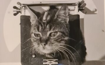 Γάτα εξοπλισμένη για δοκιμές του γαλλικού διαστημικού προγράμματος στο Hammaguir το 1963