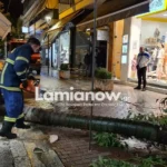 Λαμία: Άκουσε τον θόρυβο και γλίτωσε στο παρά πέντε από δέντρο που κατέρρευσε Πτώση δέντρου στη Λαμία
