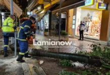 Πτώση δέντρου στη Λαμία