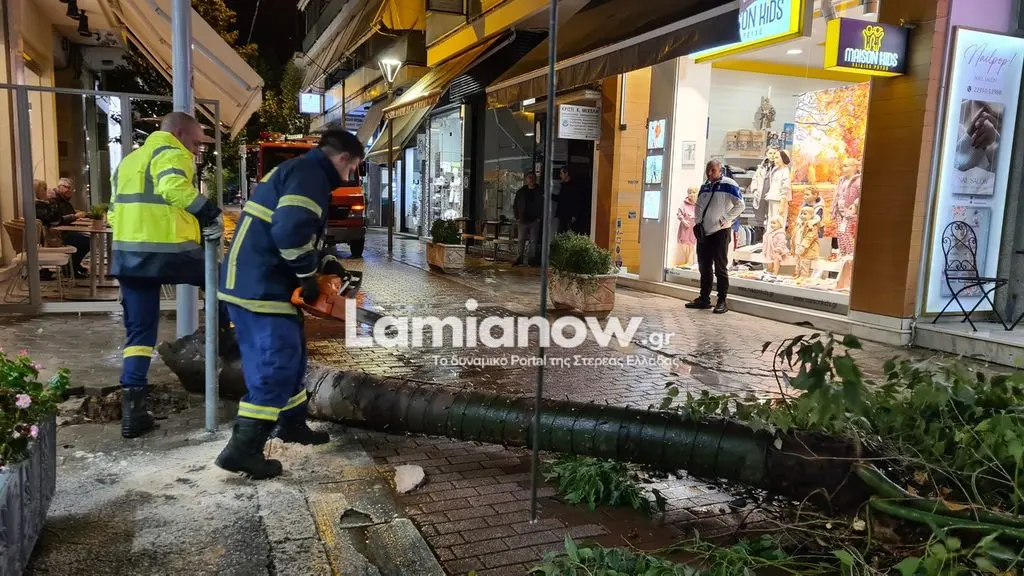 Πτώση δέντρου στη Λαμία