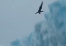 Η Μόλι Κάρλσον πραγματοποιεί βουτιά από παγόβουνο στον Ατλαντικό