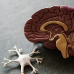 Παγκόσμια Ημέρα Εγκεφαλικού: Τα σημάδια που πρέπει να αναγνωρίσουμε εγκαίρως Ανατομικό μοντέλο ανθρώπινου εγκεφάλου σε φωτογραφία αρχείου