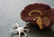 Παγκόσμια Ημέρα Εγκεφαλικού: Τα σημάδια που πρέπει να αναγνωρίσουμε εγκαίρως Ανατομικό μοντέλο ανθρώπινου εγκεφάλου σε φωτογραφία αρχείου